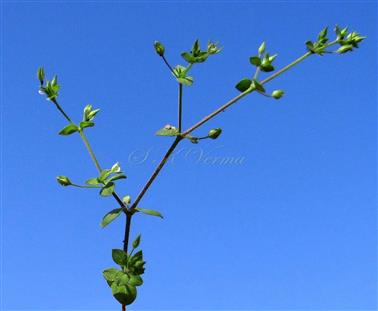  Branch